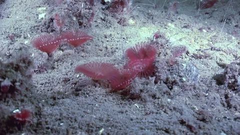 Red Plumes Waving Gently in the Deep Sea Currents of Ocean Floor 스톡 동영상 325849866