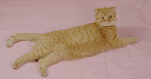 Red plump cat Stock Footage 131200164