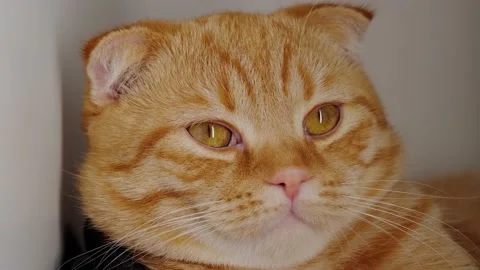 Red plump cat Stock Footage 131207738