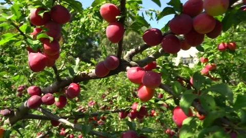 Red plums on a branches of plum tree.  A lot of ripe fruits Stock Footage 148074720