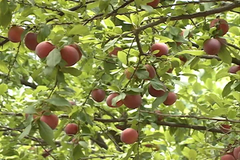 Red Plums fruit landscape SD-03 Video stock 37478406