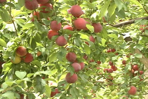 Red Plums fruit SD-11 Video stock 37484553