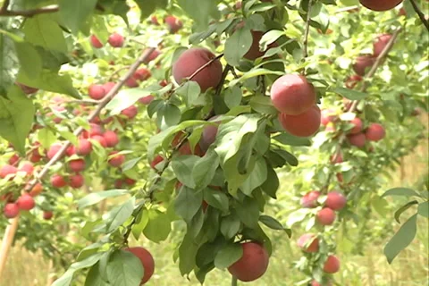Red Plums fruit SD-13 Video stock 37485385
