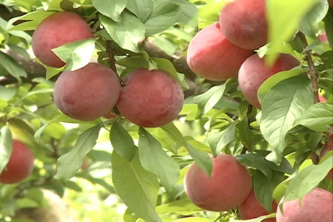Red Plums fruit SD-15 Video stock 37485837