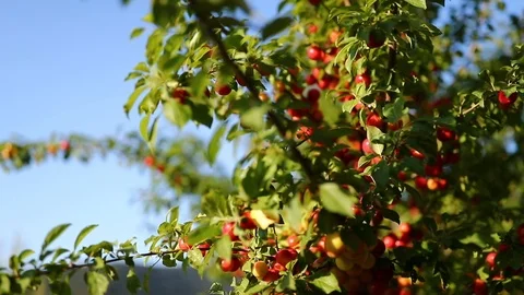 Red plums on green branches. Stock Footage 118576701