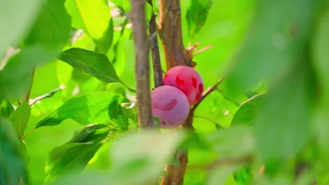 Red plums on the tree, close-up Video stock 317533504