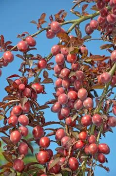 Red plums on tree Stock Photos