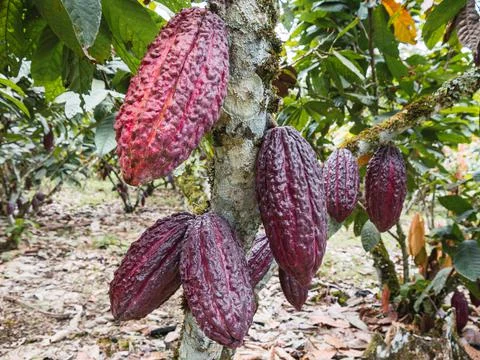 Red pods of Arriba cacao growing on a tree of cacao in southern Ecuador Stock Photos