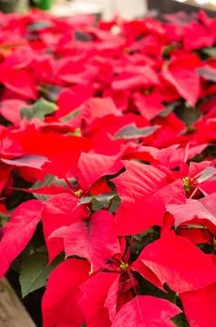 Red poinsettia flowers in bloom Stock Photos