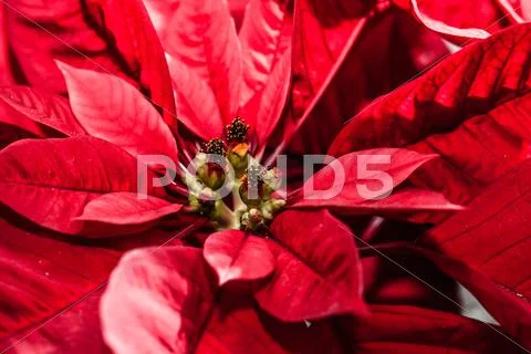 Red poinsettia garden with green leaves - christmas flower Stock Photos