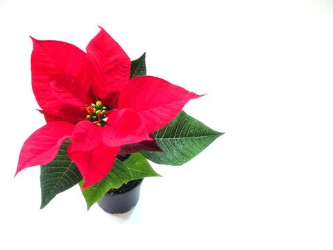 Red poinsettia isolated on white background. View from above Stock Photos