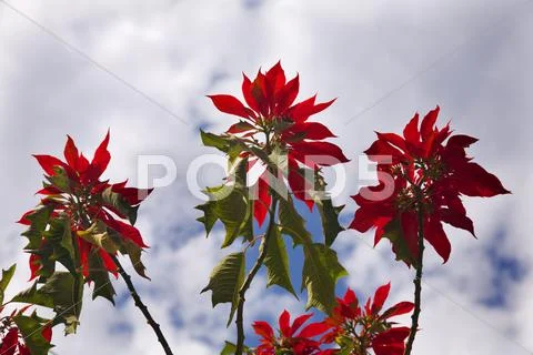 Red poinsettia tree against blue sky morelia mexico Stock Photos