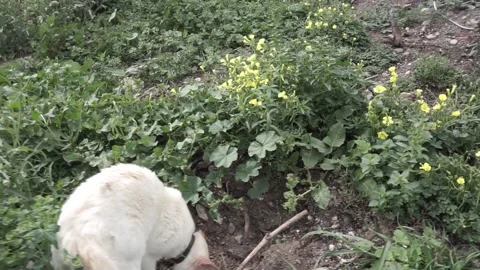 Red point siamese cat playing in the garden Stock Footage 150517381