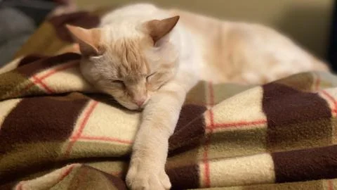 Red Point Siamese 库存照片