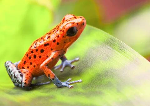 Red poison arrow frog Stock Photos