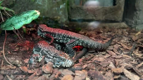 Red poison dart frog resting on wooden log Stock Footage 339367515