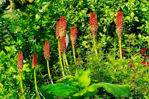 Red pokers in the spring Stock Photos