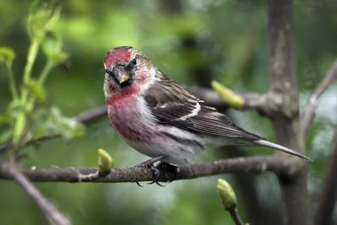 Red Poll wild bird 写真素材