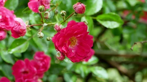 Red polyantha rose bush 4k Video stock 90934619