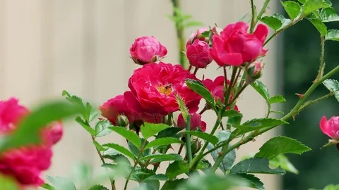 Red polyantha rose bush 4k Video stock 90935009