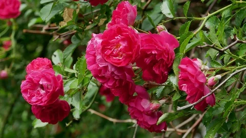 Red polyantha rose bush 4k Stock Footage 90936021