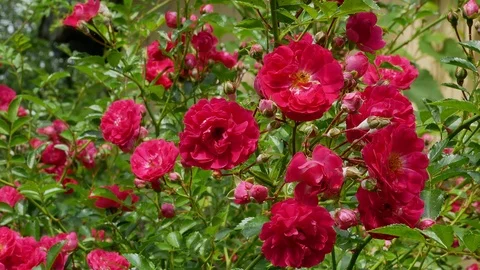 Red polyantha rose bush 4k Video stock 90937281
