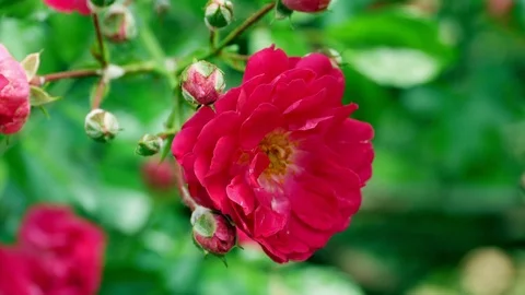 Red polyantha rose bush 4k Video stock 90938879
