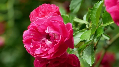 Red polyantha rose bush 4k Video stock 90940142