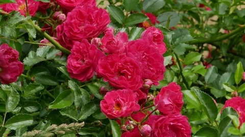 Red polyantha rose bush 4k Video stock 90940989