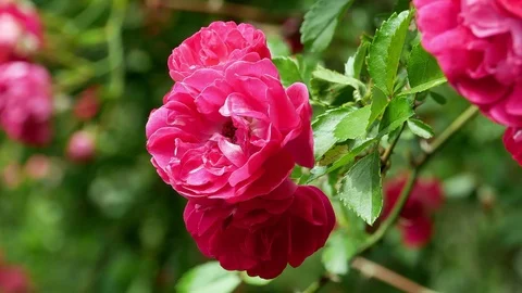 Red polyantha rose bush 4k Video stock 90943614