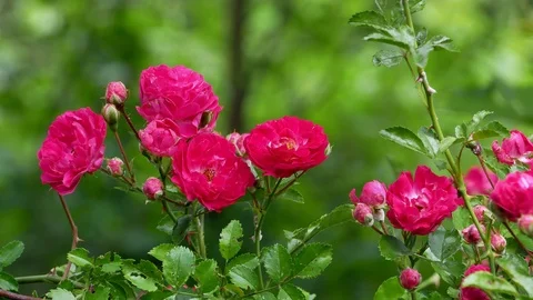 Red polyantha rose bush 4k Video stock 90944401