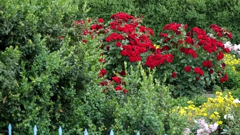 Red polyantha rose Rosa multiflora and gardener hand in green glove Stock Footage