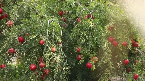 Red pomegranate tree 1 Stock Footage 325853357