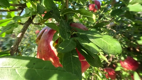 Red Pomegranate Tree Macro Nature Background Stock Footage 340076327