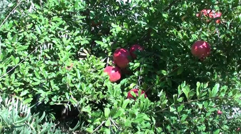 Red pomegranates on tree zoom in Stock Footage 32754887