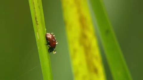 Red poplar leaf beetle 库存影片 21905494
