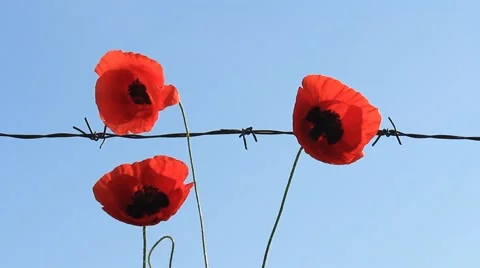 Red poppies and barbed  wire Stock Footage 50994422