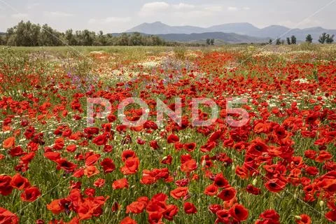 Red poppies and other wildflowers in bloom in a field,Spain Stock Photos