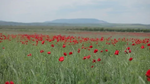 Red poppies on a background of mountains Stock Footage 72768153