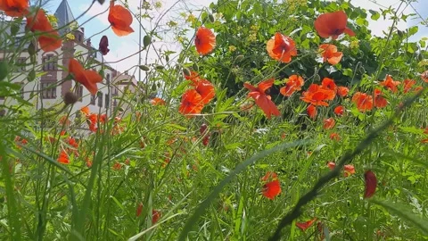 Red poppies on background of old building. Stock Footage 246984751