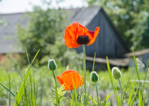Red poppies in a backlight against Stock Photos