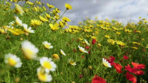 Red poppies bloom in spring wildflower meadow in Mallorca, Spain Stock Footage 341742244
