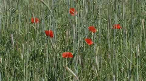 Red poppies blooming in corn field - rye - secale cereale Stock Footage 27123710