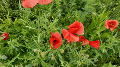 Red Poppies Blooming Stock Footage 311658169