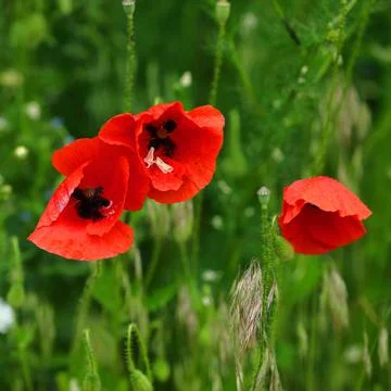 Red poppies blooming in urban green areas and clearings Stock Photos