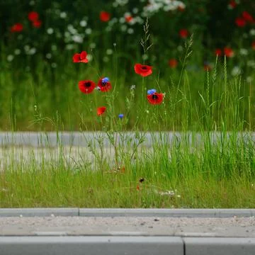 Red poppies blooming in urban green areas and suburban meadows Stock Photos