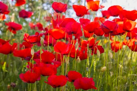 Red poppies in bloom,Spain Stock Photos