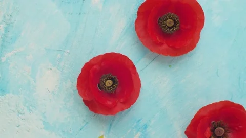 Red poppies on a blue background Stock Footage 136929587