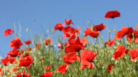 Red poppies with blue sky in the background Video stock 48954517