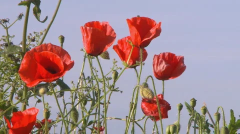 Red poppies in the blue sky Stock Footage 5503258